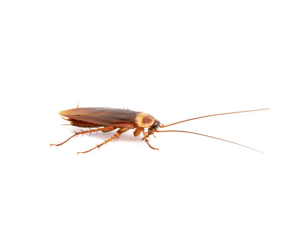 Cockroaches on the wall