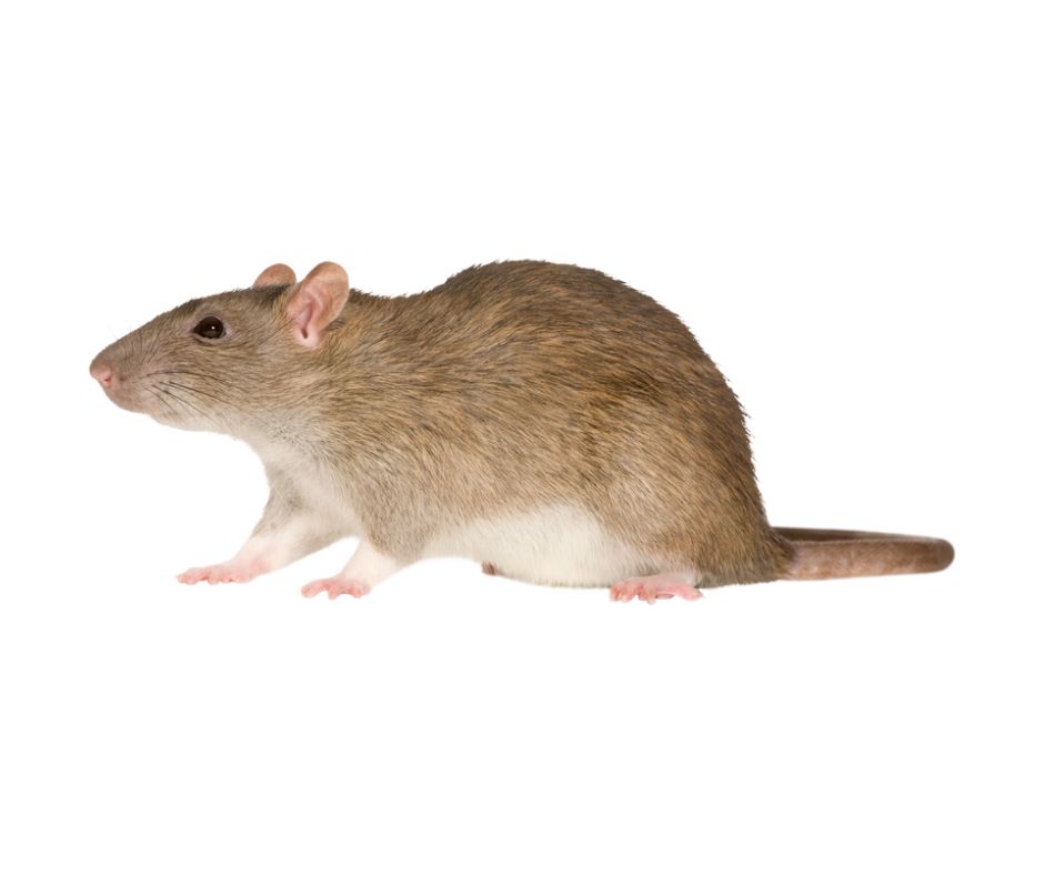 Rats on books