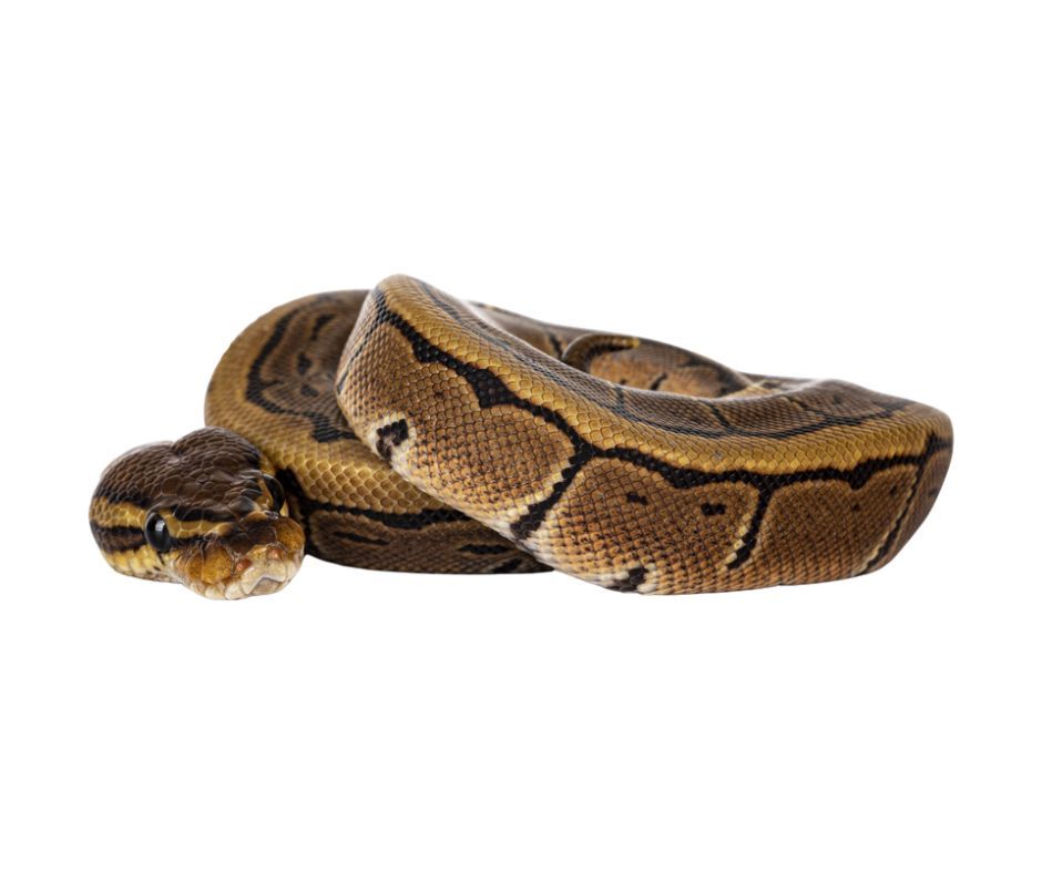 Snake on road