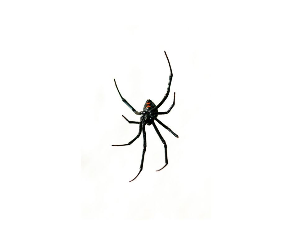 Image of Redback Spider