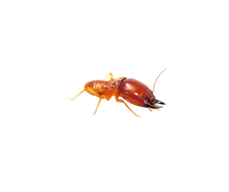 Termite damage in windowsill