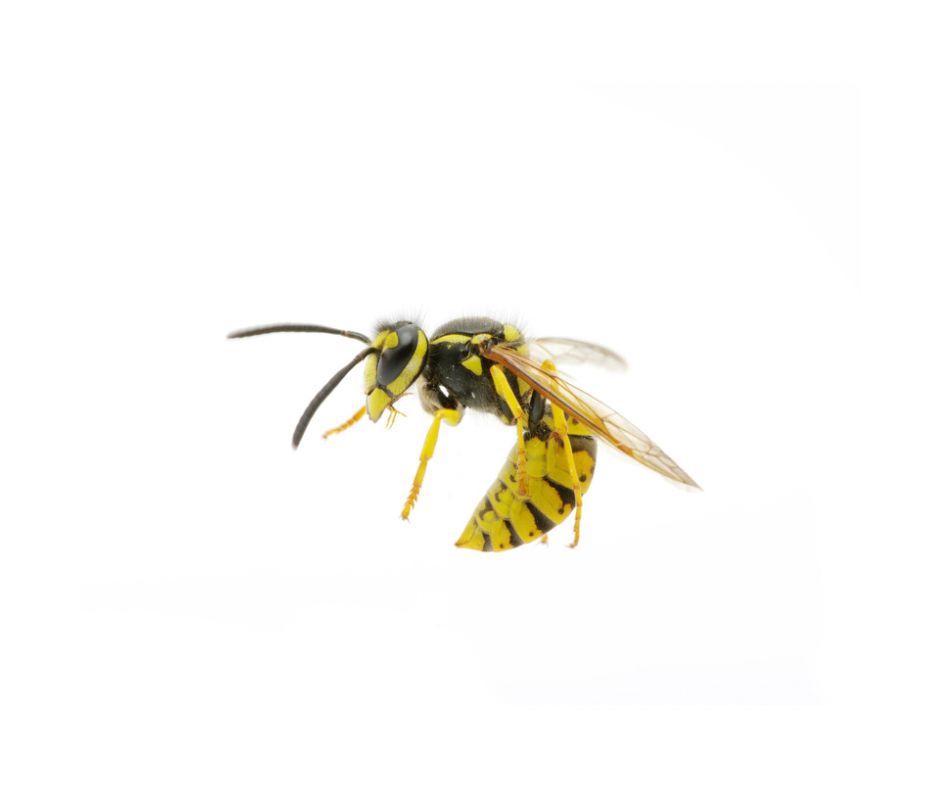 Wasps on nest