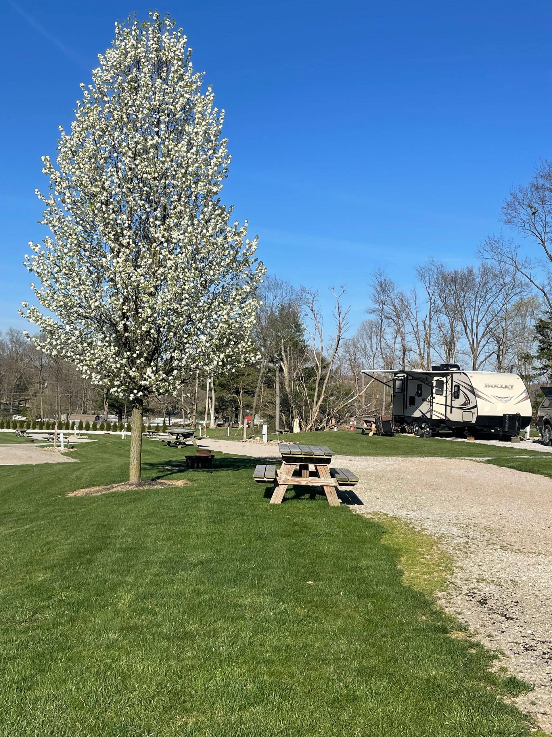 Campsite scene with a blooming white tree, picnic table on green grass, and RV parked on gravel path under blue sky.