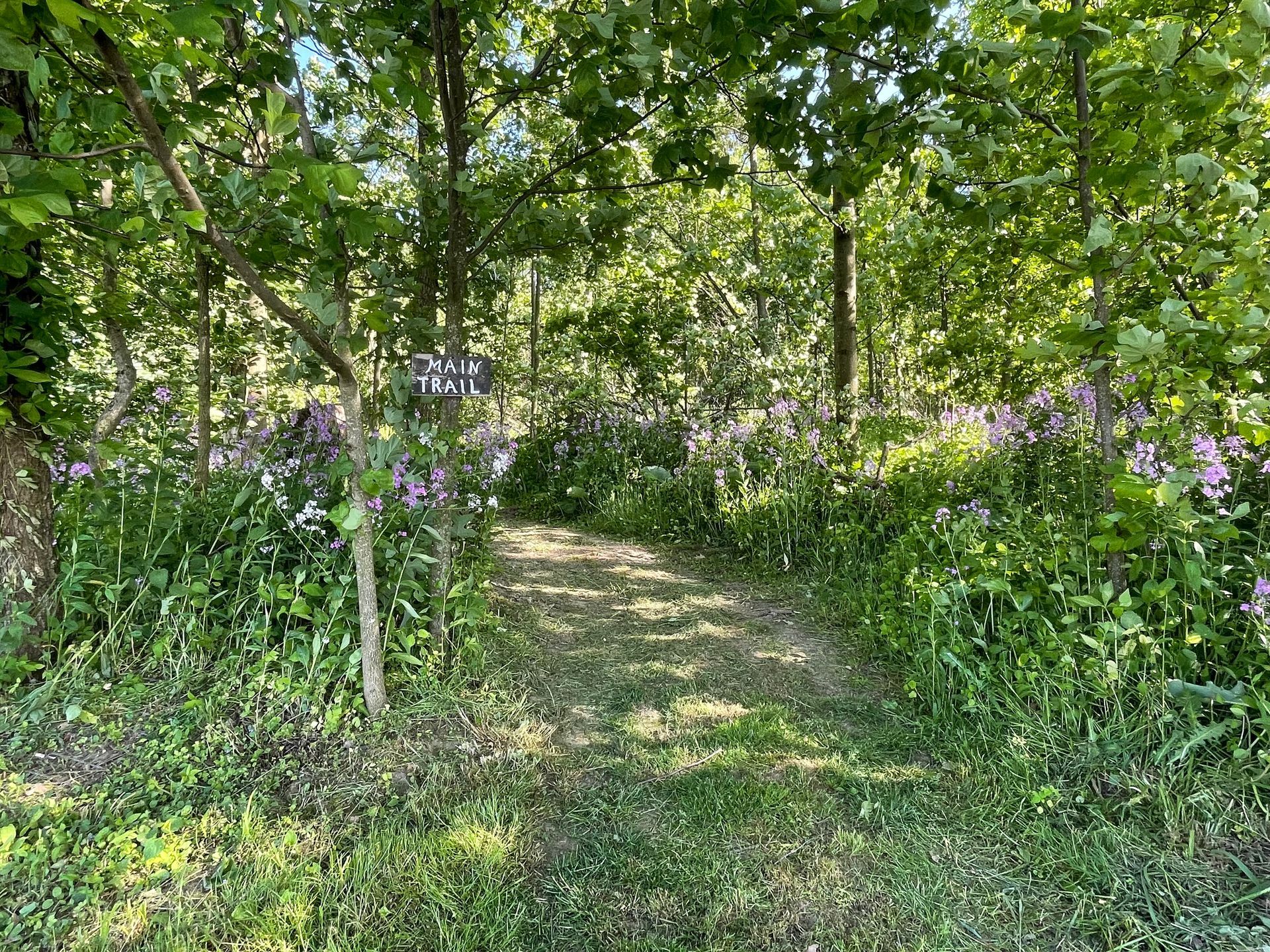 Path through lush greenery, shaded by trees with glimpses of purple flowers.