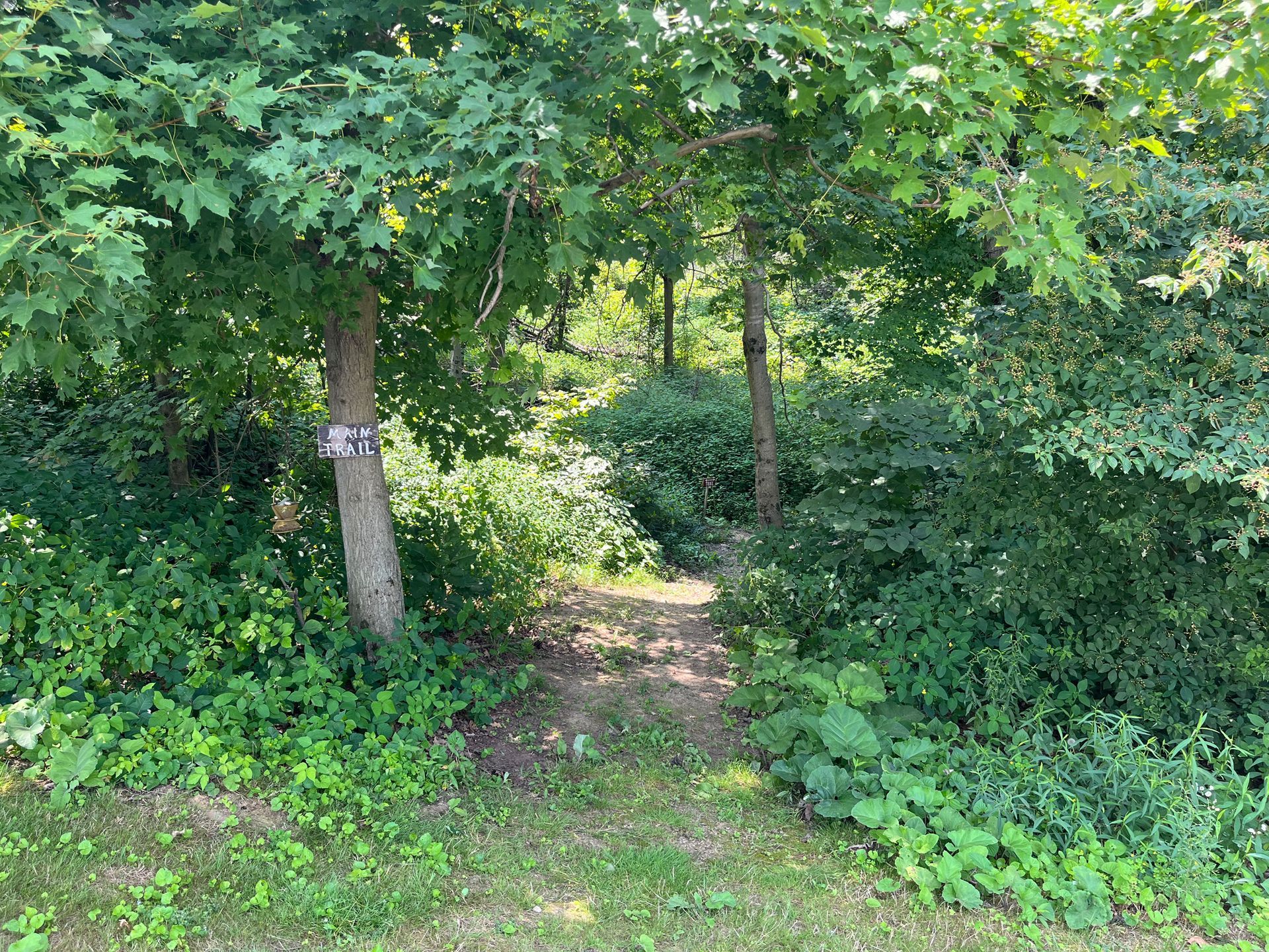 A path leads into a shaded, green forest. Sunlight filters through the trees.