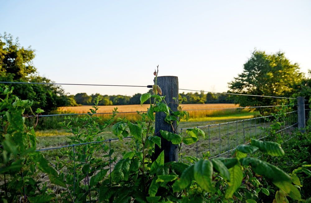 A Barbed Wire Fence Surrounds a Field with Trees in The Background — Yeppoon Stockfeed & Rural Supplies in Yeppoon, QLD