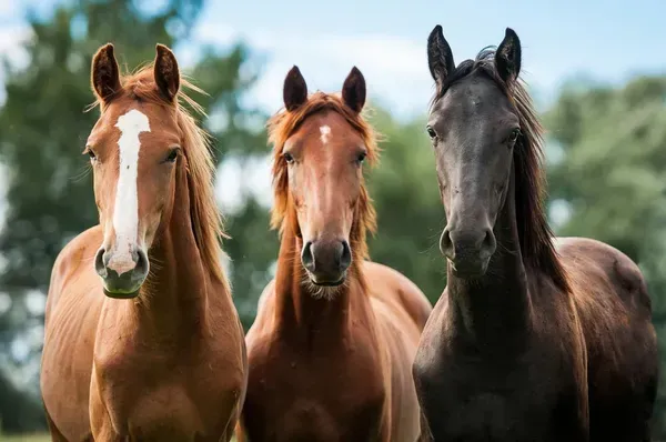Three Horses Are Standing Next to Each Other in A Field and Looking at The Camera — Yeppoon Stockfeed & Rural Supplies in Yeppoon, QLD