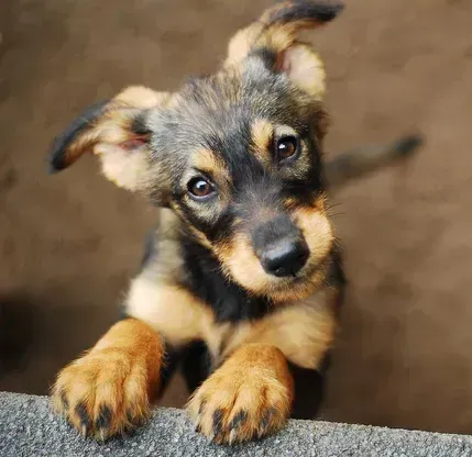 A Close Up of A Dog — Yeppoon Stockfeed & Rural Supplies in Yeppoon, QLD