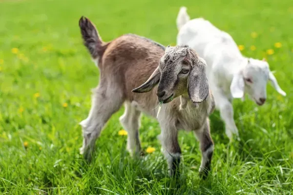 Two Baby Goats Are Standing in A Grassy Field — Yeppoon Stockfeed & Rural Supplies in Yeppoon, QLD