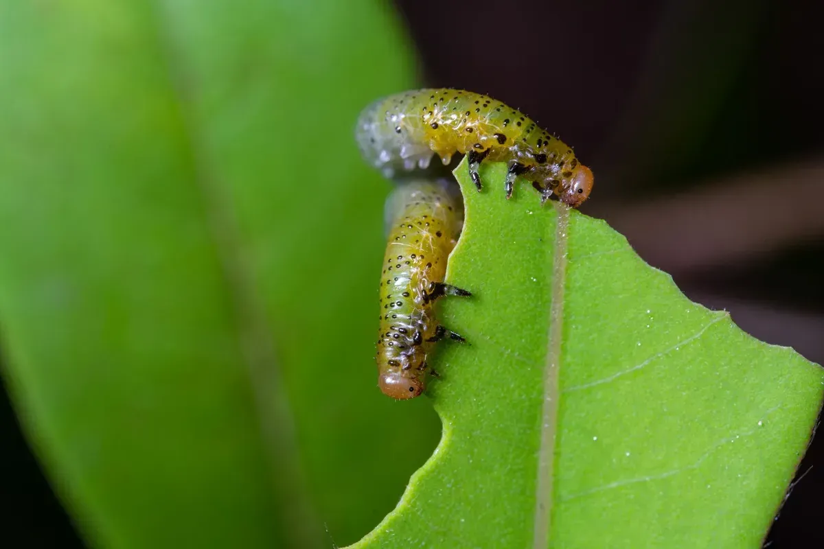 Two Caterpillars Are Eating a Green Leaf — Yeppoon Stockfeed & Rural Supplies in Yeppoon, QLD