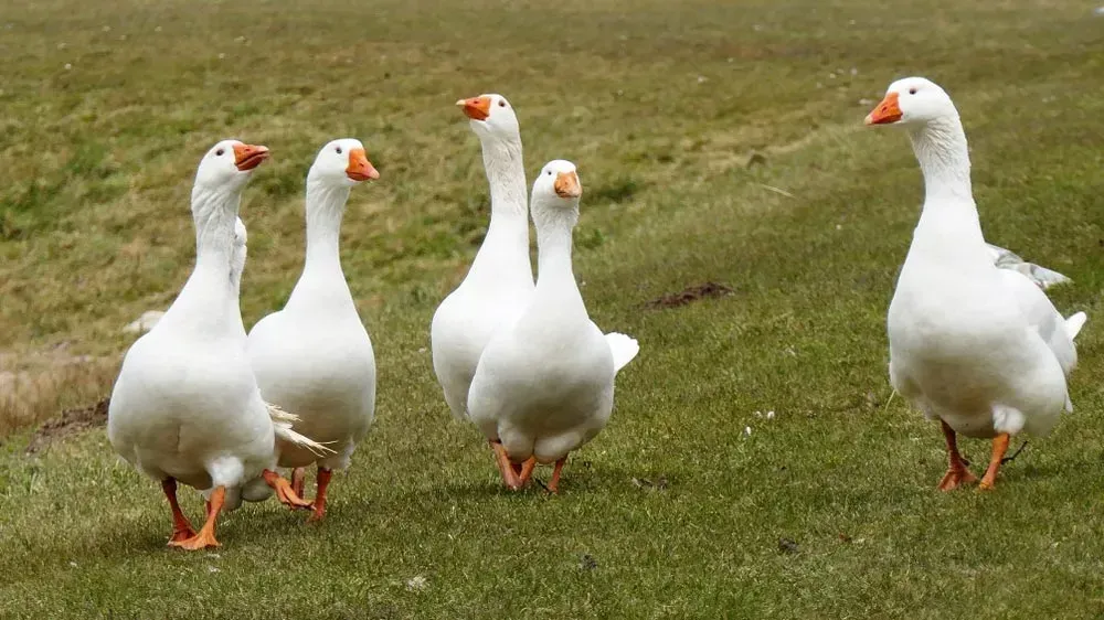 A Group of White Geese Are Standing in A Grassy Field — Yeppoon Stockfeed & Rural Supplies in Yeppoon, QLD