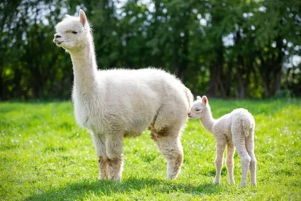 A White Alpaca and A Baby Alpaca Are Standing Next to Each Other in A Grassy Field — Yeppoon Stockfeed & Rural Supplies in Yeppoon, QLD