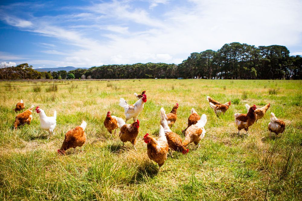 A Group of Chickens Are Eating Food from A Trough in A Chicken Coop — Yeppoon Stockfeed & Rural Supplies in Yeppoon, QLD