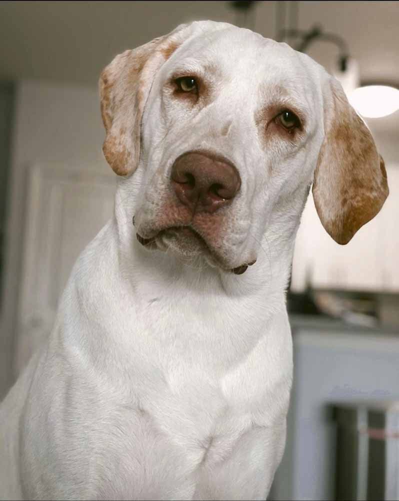 Labrador Retriever