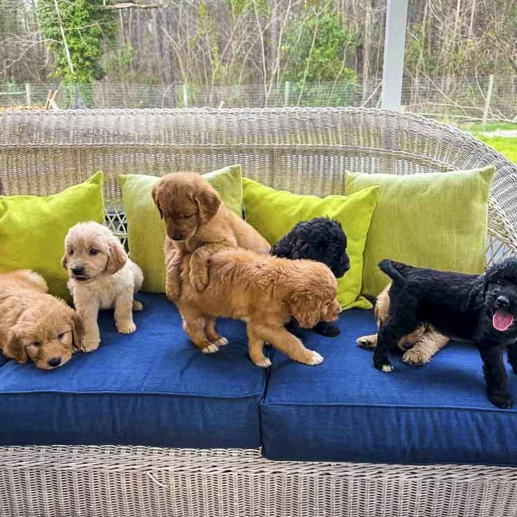 A group of puppies are sitting on a wicker couch.