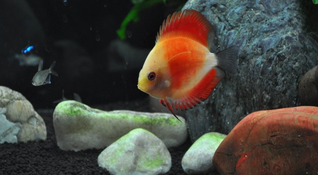 Pesce tra sassi