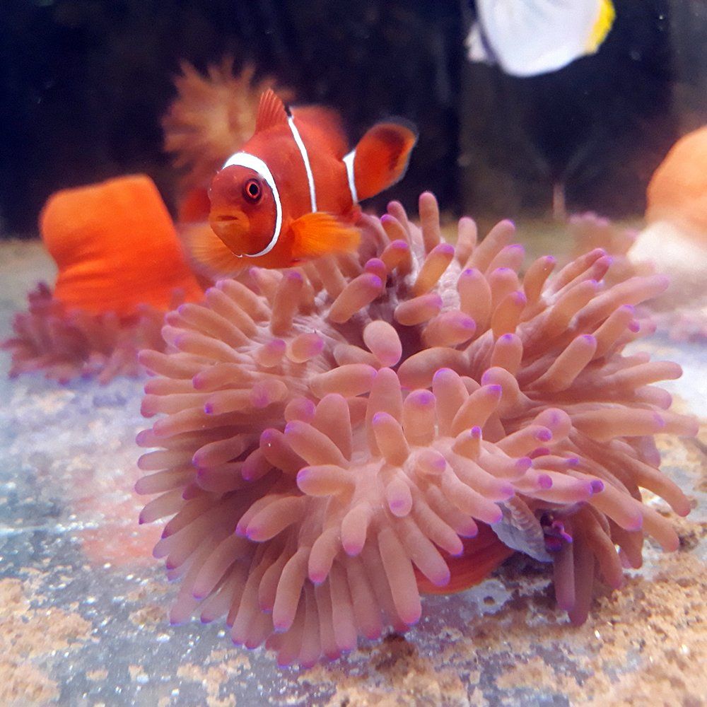 Pesce pagliaccio