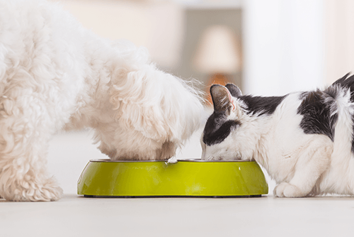 Cane e Gatto che mangiano nella stessa ciotola