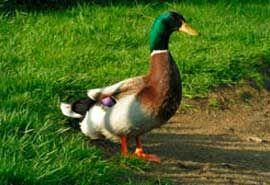 IMPORTADORA Y DISTRIBUIDORA LA CANASTA - Abarrotes