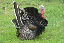 IMPORTADORA Y DISTRIBUIDORA LA CANASTA - Abarrotes Tamaño Institucional