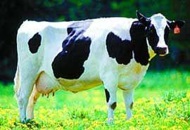 IMPORTADORA Y DISTRIBUIDORA LA CANASTA - Borrego