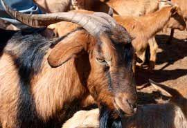 IMPORTADORA Y DISTRIBUIDORA LA CANASTA - Carnicería