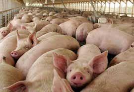 IMPORTADORA Y DISTRIBUIDORA LA CANASTA - Chivo