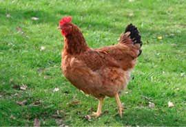 IMPORTADORA Y DISTRIBUIDORA LA CANASTA - Codorniz