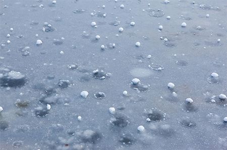 Ice surface with small, white, ball-shaped structures scattered across the frozen water.