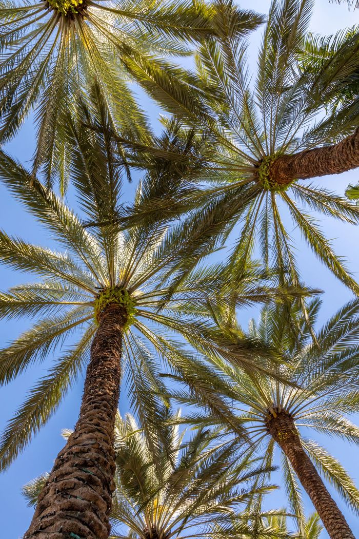 Tall palm trees seen from below against a blue sky, with fronds radiating overhead.