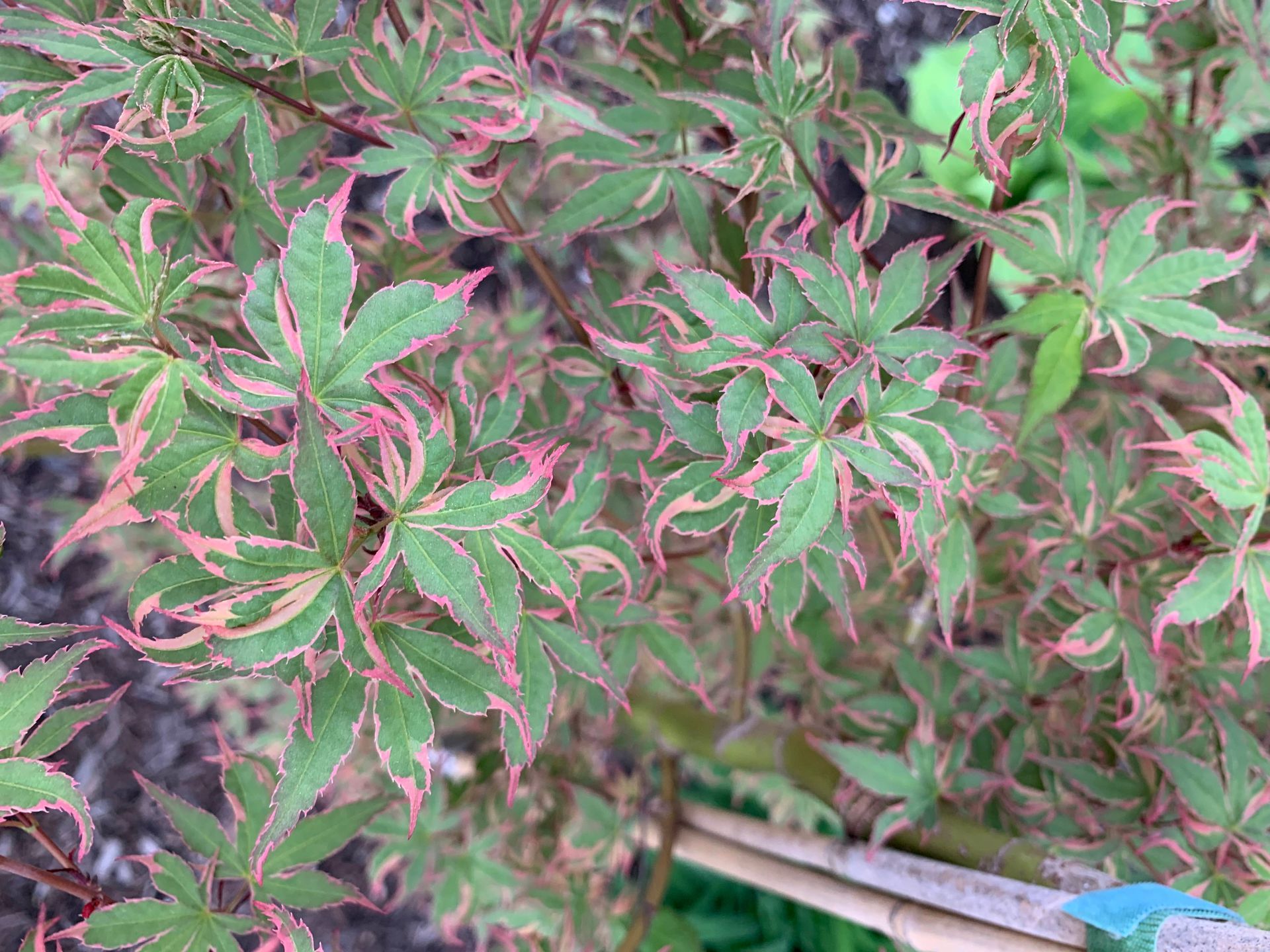 'BENI SCHICHIHENGE' Leaves - Ten Mile Maples