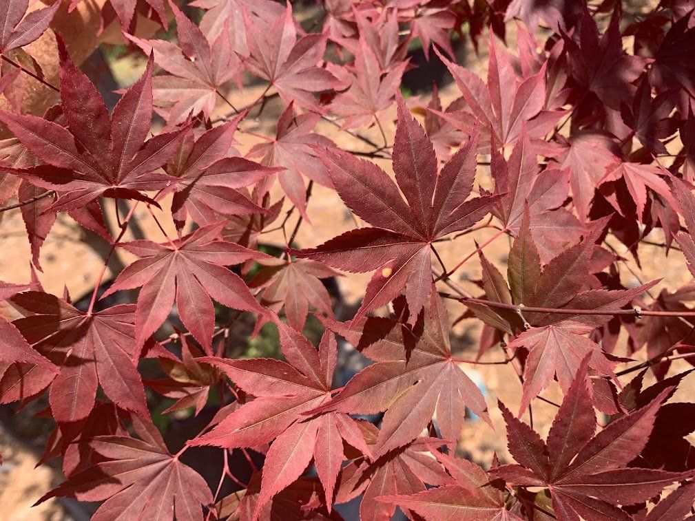 Fireglow Leaves - Ten Mile Maples