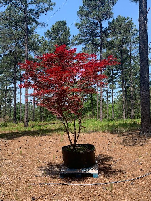 Fireglow Tree- Ten Mile Maples