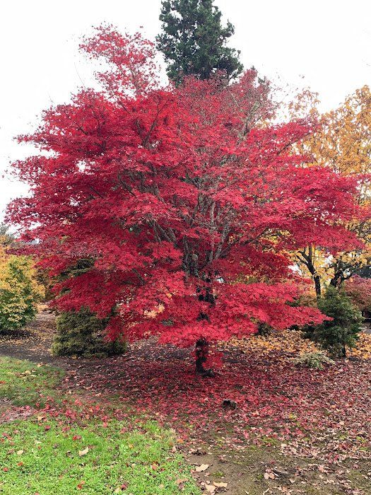 How to water your Japanese Maple tree - Ten Mile Maples