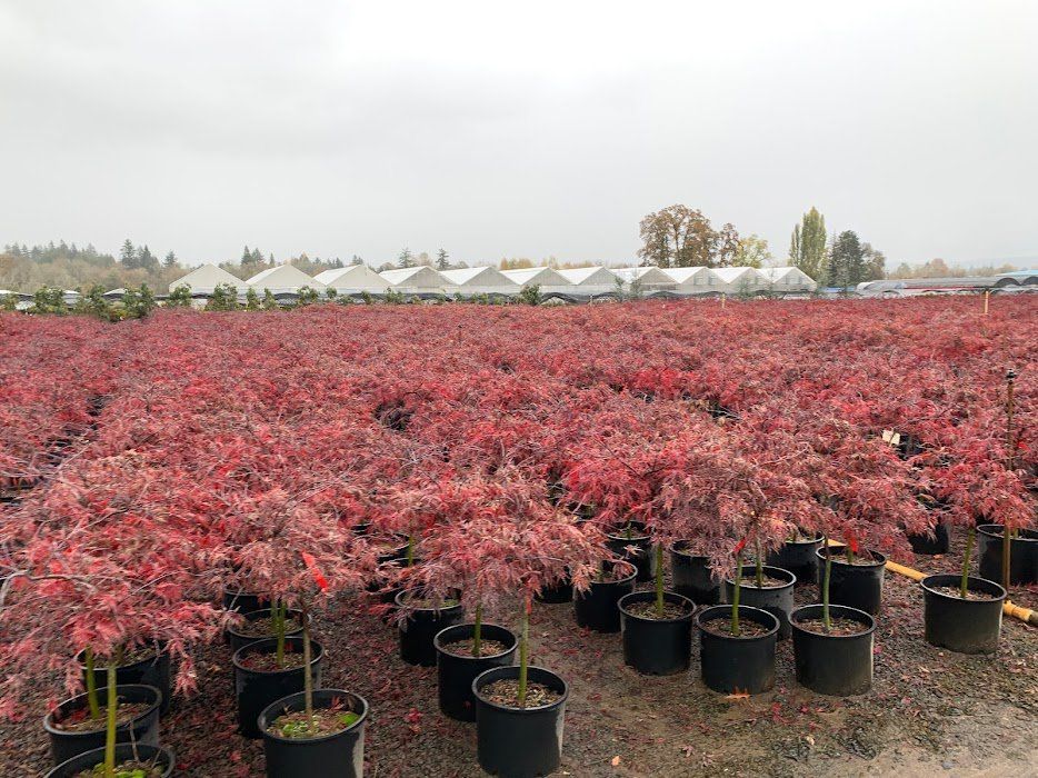 Planting a Japanese Maple in a pot - Ten Mile Maples