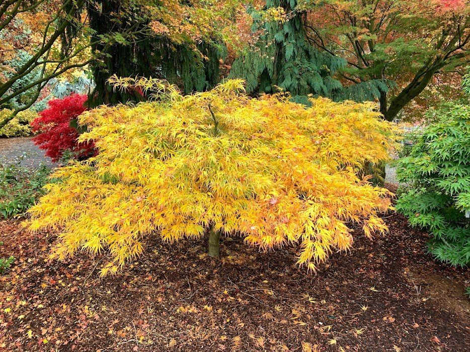Learn how to fertilize your Japanese Maples - Ten Mile Maples, Ohio