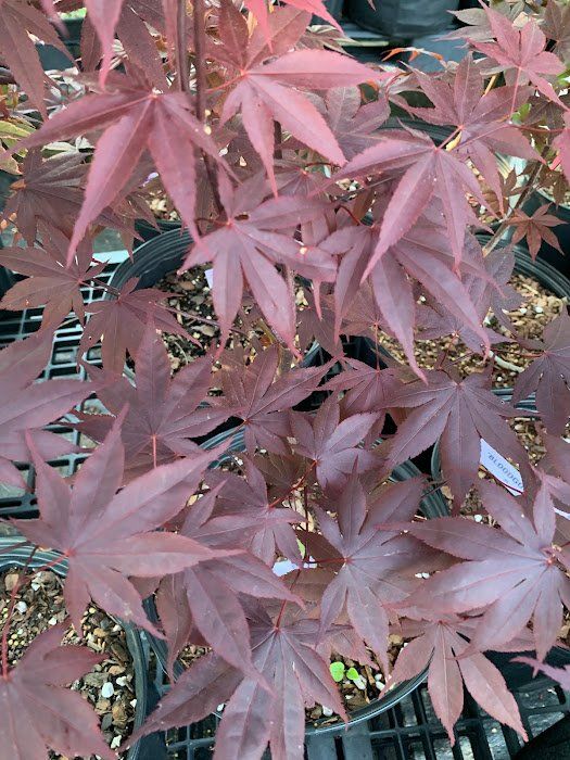 Bloodgood Leaves - Ten Mile Maples