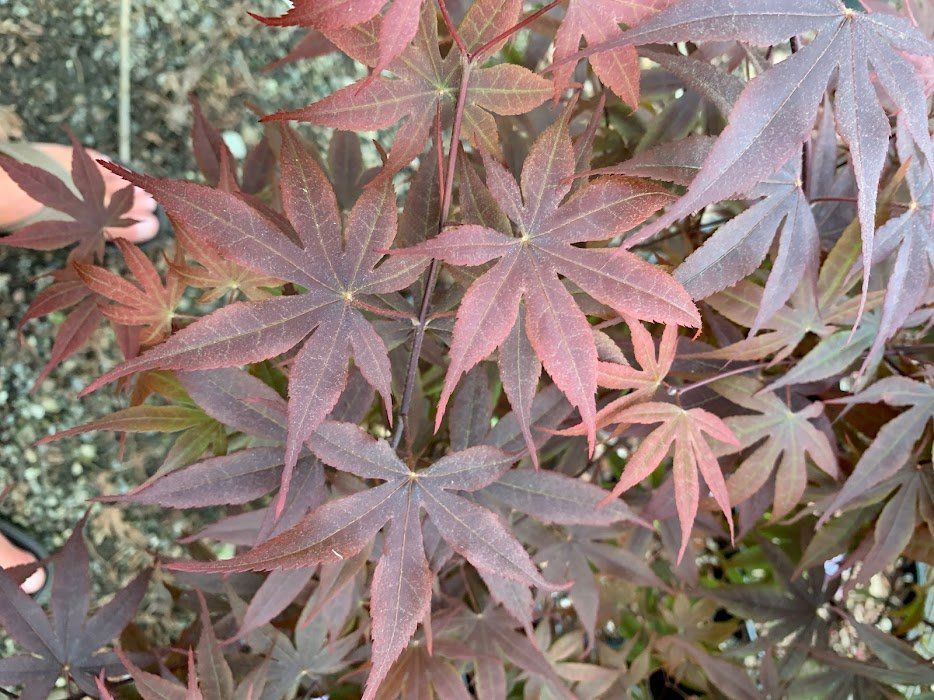 Emperor 1 Leaves - Ten Mile Maples