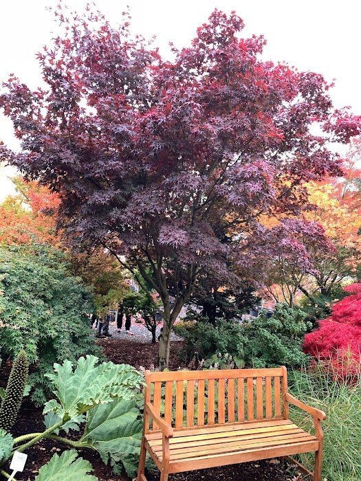 Red Upright Varieties of Japanese Maples at Ten Mile Maples