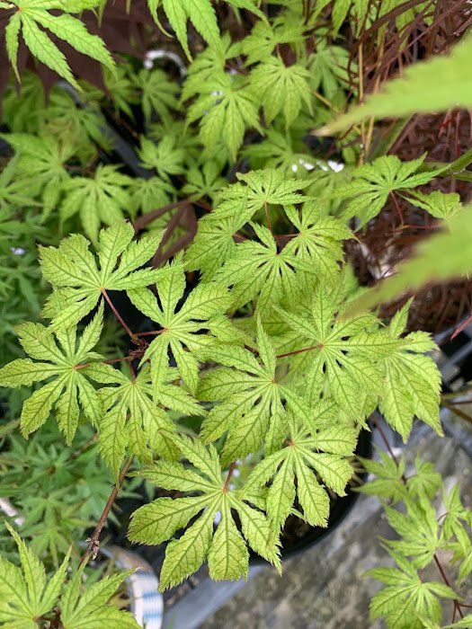 Grandma Ghost Leaves - Ten Mile Maples