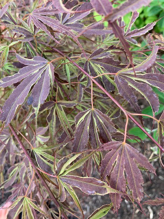 Manyo No Sato Leaves - Ten Mile Maples