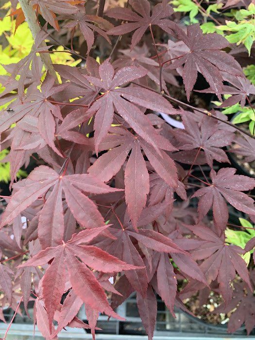 Moonfire Leaves - Ten Mile Maples