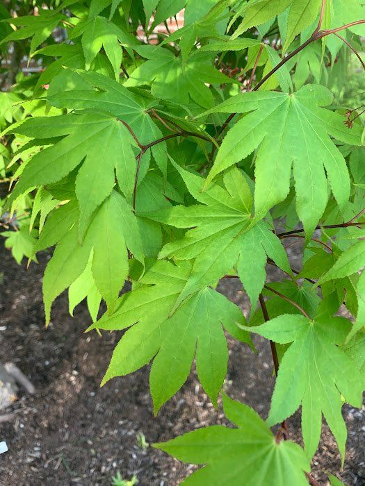 Osakazuki Leaves  - Ten Mile Maples