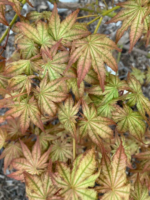 Peaches and Cream Leaves - Ten Mile Maples