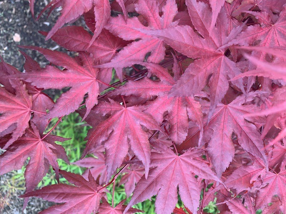 Purple Ghost Leaves - Ten Mile Maples