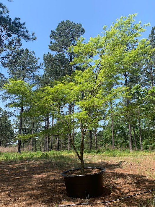 Green Upright Varieties of Japanese Maples at Ten Mile Maples