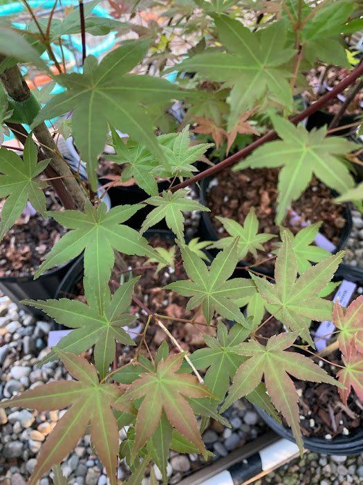 Shin Deshojo Leaves - Ten Mile Maples