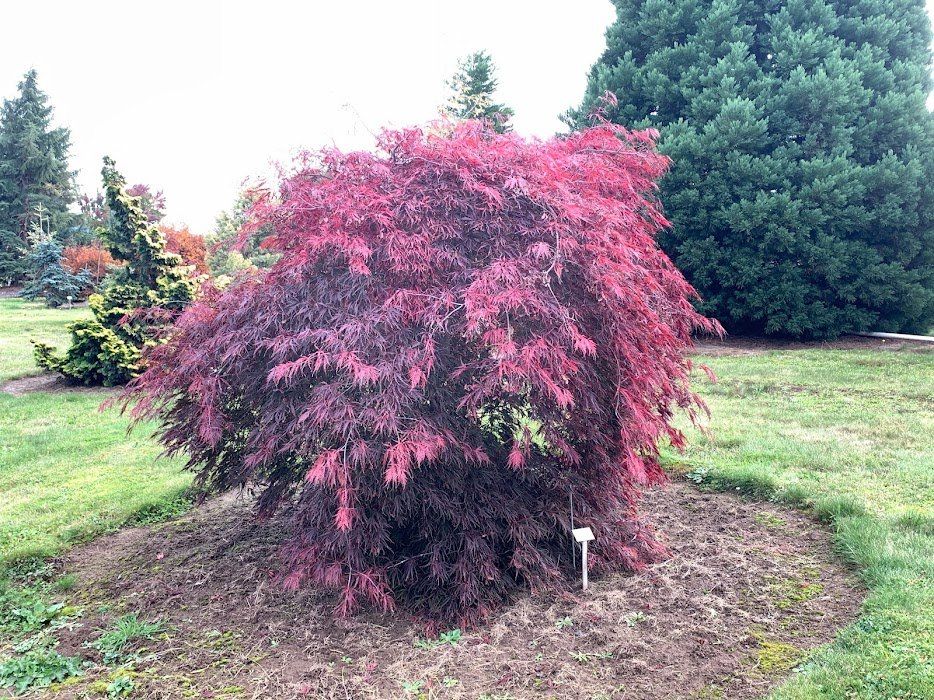Red Weeping Varieties of Japanese Maples at Ten Mile Maples