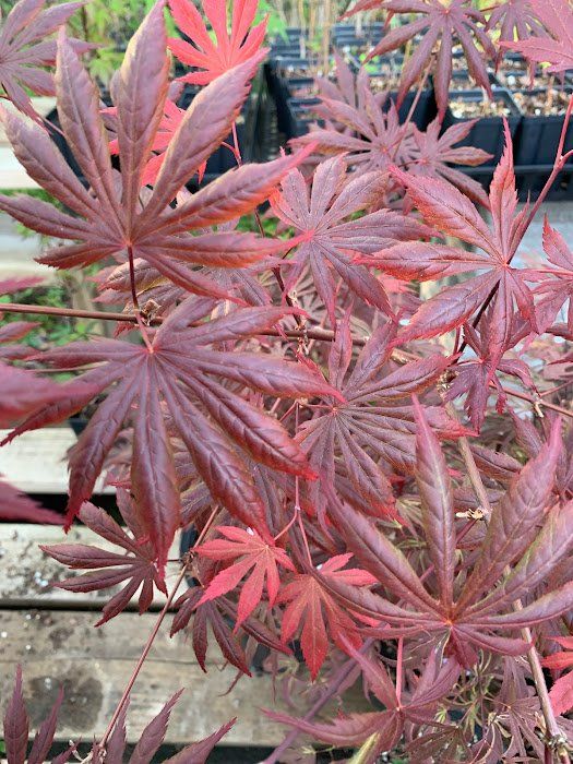 Trompenburg Leaves - Ten Mile Maples