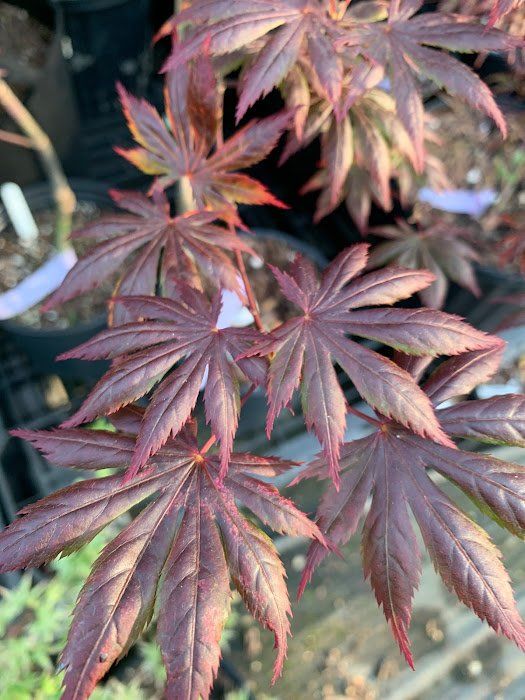 Trompensen Leaves - Ten Mile Maples